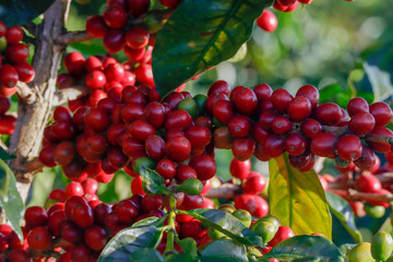 Coffee been on tree in cafe plantation