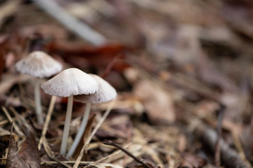 fungi