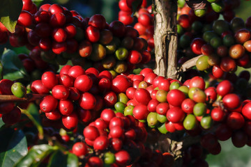 Coffee been on tree in cafe plantation