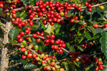 Coffee been on tree in cafe plantation