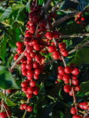 Coffee been on tree in cafe plantation