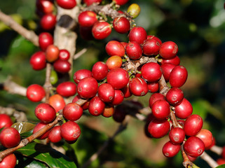 Coffee been on tree in cafe plantation