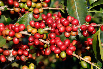 Coffee been on tree in cafe plantation