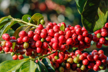 Coffee been on tree in cafe plantation