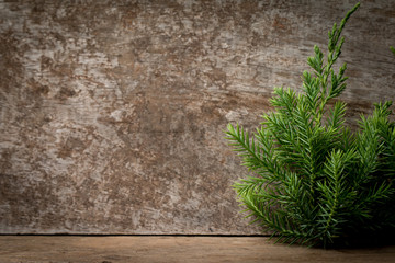 Branches arborvitae, Juniper branches on wood Christmas background