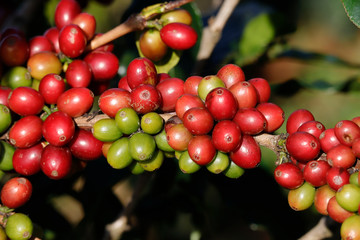 Coffee been on tree in cafe plantation