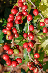 Coffee been on tree in cafe plantation