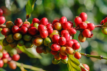 Coffee been on tree in cafe plantation