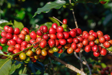 Coffee been on tree in cafe plantation