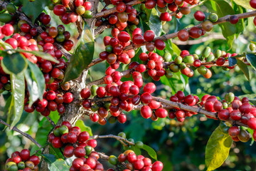 Coffee been on tree in cafe plantation