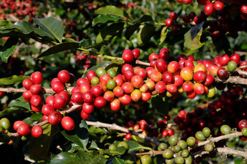Coffee been on tree in cafe plantation