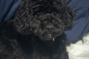 ミックス犬　プードル✖️シーズー