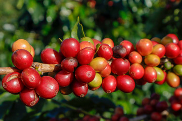 Coffee been on tree in cafe plantation