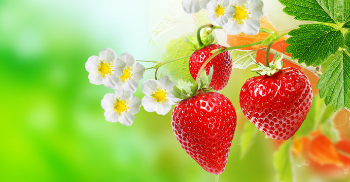 ripe garden tasty strawberries