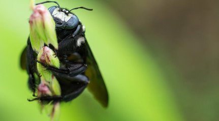 big black bug holding on corn cereal in natural farm