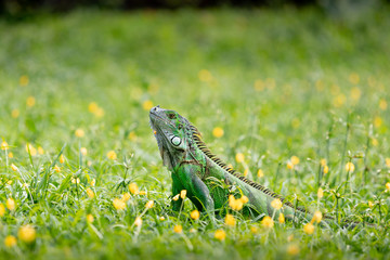 Green iguana