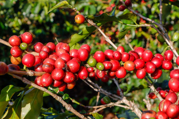 Coffee been on tree in cafe plantation
