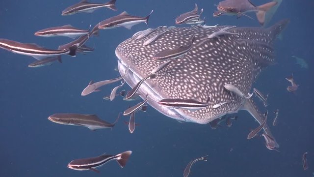 Whale shark (Rhincodon typus) swims to the surface and passes very close to the camera