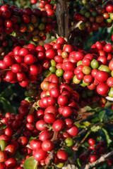 Coffee been on tree in cafe plantation