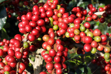 Coffee been on tree in cafe plantation