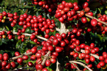 Coffee been on tree in cafe plantation