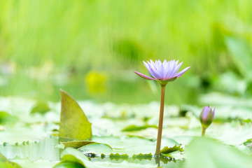 Purple lotus flowers