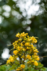 Cassod tree, Thai copper pod (Senna siamea (Lam.)