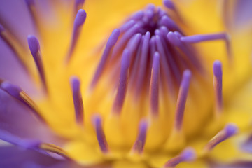 Purple lotus flowers