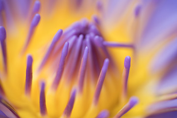 Purple lotus flowers