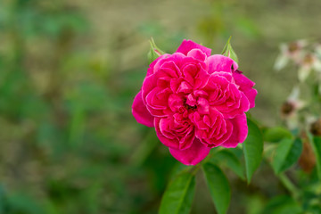 Pink rose