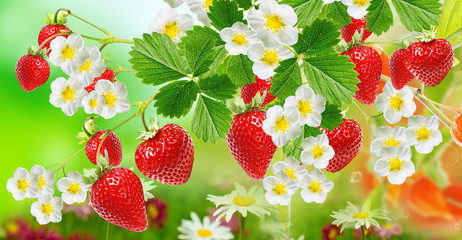 fresh tasty berries in garden.strawberries