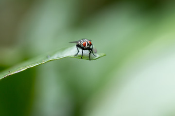 A Fly on a green leaf