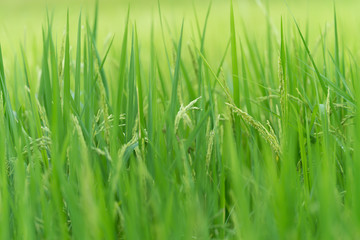 Rice field