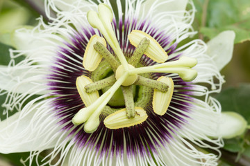 Close up of Passion flower (Passiflora incarnata)