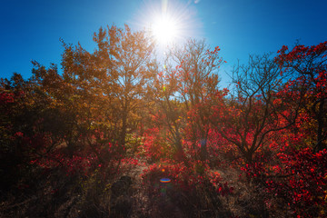 Colorful autumn trees