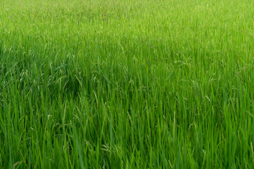 Rice field