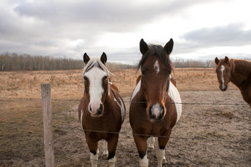 Pretty Horses