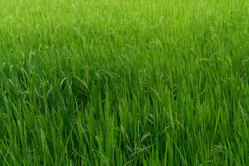 Rice field