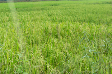 Rice field