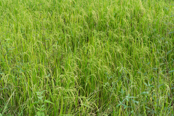 Rice field