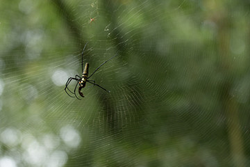  A spider on green blurred background