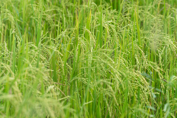 Rice field