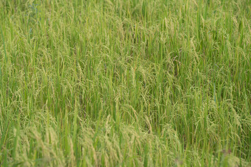 Rice field