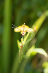 Close up of small beautiful dragonfly, They are the best mosquito killer in nature