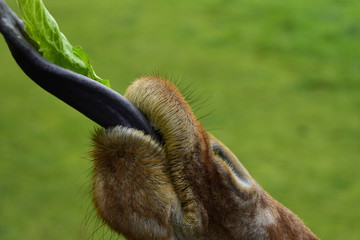 Closeup Giraffe Tongue Capturing Leaf