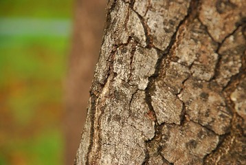 Tree bark skin, weathered old aging, crack and line, lichen and mold.