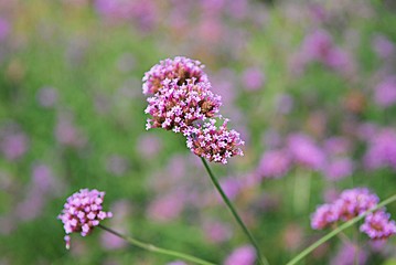 Blooming purple Verbena bonariensis, also know as purpletop or Argentinian vervain, tall verbena. Close up of violet verbena flower in garden. Verbena in field on blurred floral background.