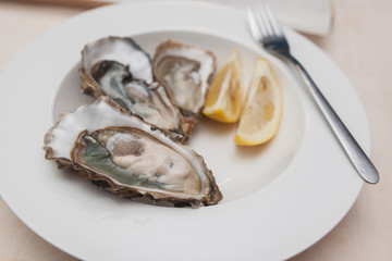 oysters on a white plate