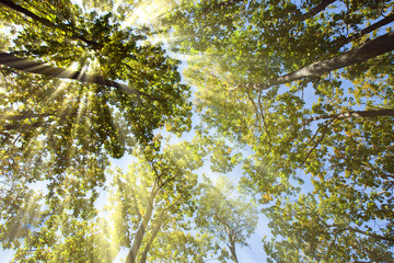 Azure Bay Ussuri Bay