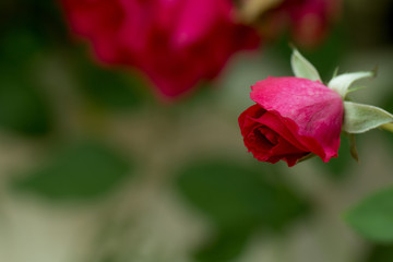 Fototapeta na wymiar Red roses on branch